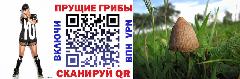 Псилоцибиновые грибы Psilocybine cubensis  как найти наркотики  Шахты 